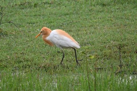 A cattle egret Foto stock