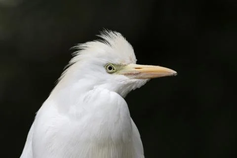 Cattle Egret Profile Stock Photos