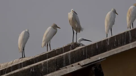 Cattle Egret sitting silently Video stock 67346628