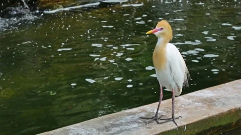Cattle Egret standing and looking around. 動画素材 78404012