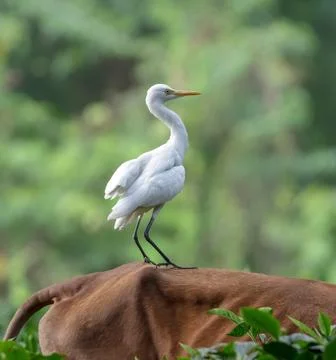 Cattle egret standing on a cow's back. Foto stock