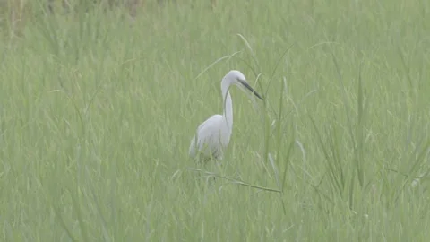 Cattle egret standing in tall green grass in paddy field Stock-Footage 343586545
