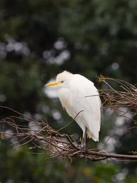 Cattle Egret on Tree Stock-Fotos