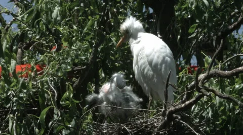 Cattle egret with two chicks in nest. Stock Footage 59786722