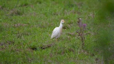Cattle Egret Walking in a Field Stock-Footage 277912465