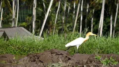 Cattle egret walking Video stock 242079807