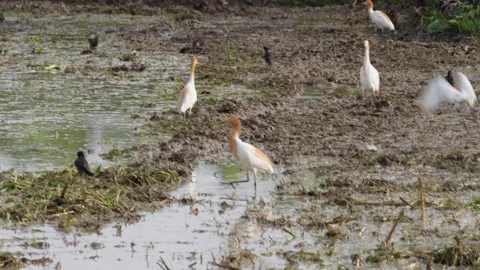 Cattle egrets and common mynas are wandering Stock Footage 314573548