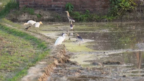 Cattle egrets and yellow-legged gulls Stock Footage 311719784