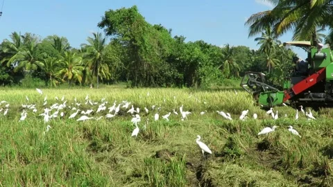 Cattle Egrets are foraging close to a operating harvester in a paddy field Stock Footage 164086930