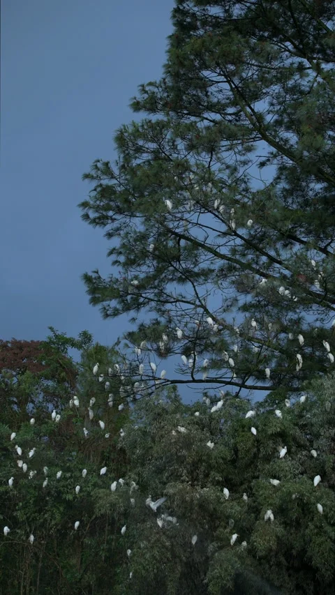 Cattle egrets (Bubulcus ibis) Stock Footage 233044600