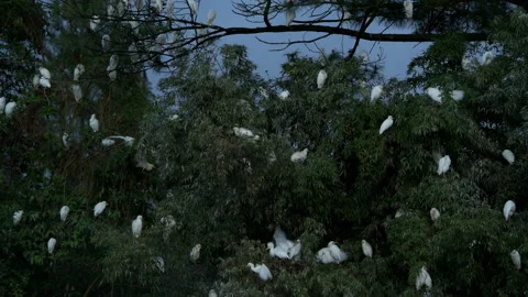 Cattle egrets (Bubulcus ibis) Stock Footage 233045951