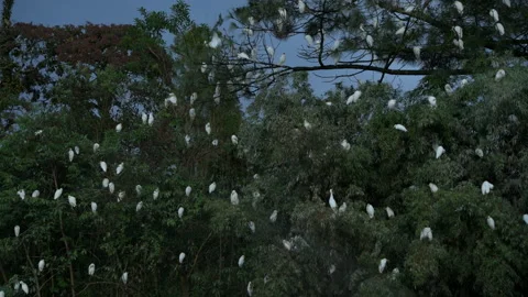 Cattle egrets (Bubulcus ibis) Stock Footage 233045977