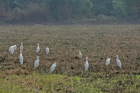 Cattle egrets bubulcus ibis, paddy field, goa, india Stock Photos