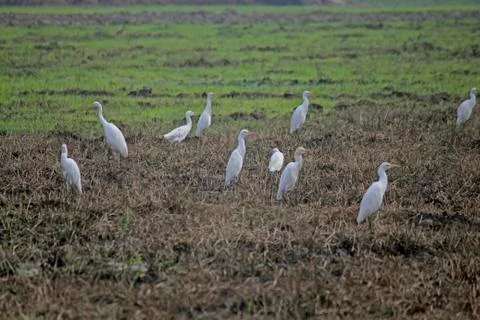 Cattle egrets bubulcus ibis, paddy field, goa, india Stock Photos