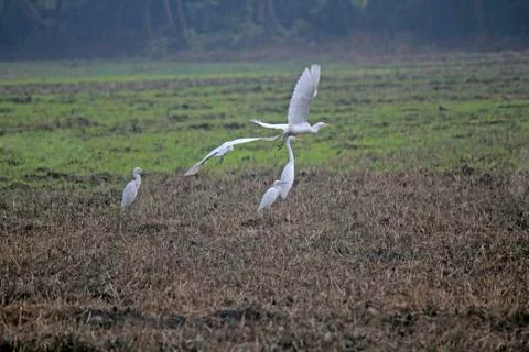 Cattle egrets bubulcus ibis, paddy field, goa, india Stock Photos