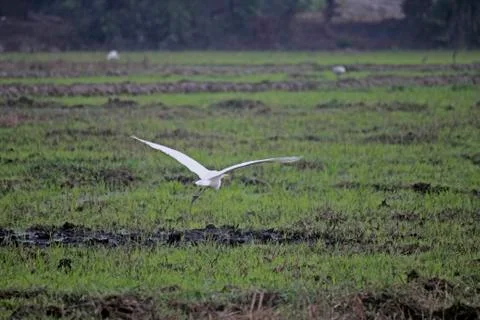 Cattle egrets bubulcus ibis, paddy field, goa, india Stock Photos