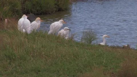 Cattle Egrets at edge of pond Stock Footage 172160176