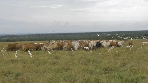 Cattle egrets Video stock 151403081