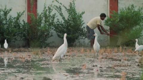 Cattle egrets foraging in paddy field looking for food 스톡 동영상 333611232