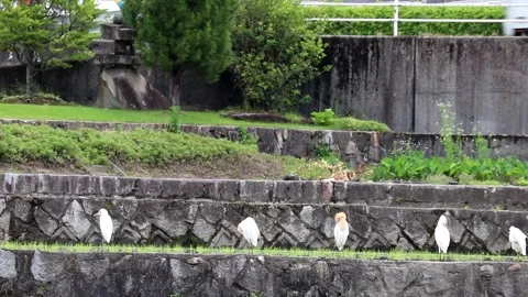 Cattle Egrets in Japan, featuring a sudden aggressive charge drama.Vol.02 Stock-Footage 337974445