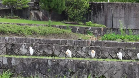 Cattle Egrets in Japan, featuring a sudden aggressive charge drama.Vol.01 Stock-Footage 337974447
