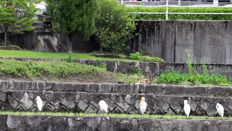 Cattle Egrets in Japan, featuring a sudden aggressive charge drama.Vol.03 库存影片 337974450