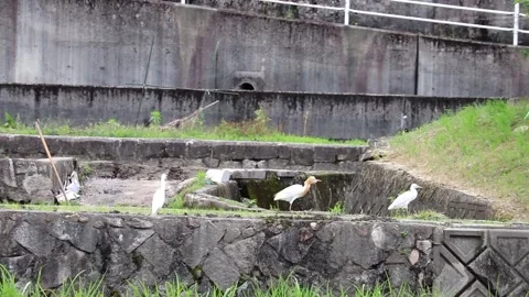 Cattle Egrets in Japan, featuring a sudden aggressive charge drama.Vol.04 Stock Footage 337974451