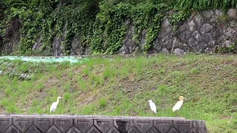Cattle Egrets in Japan, featuring a sudden aggressive charge drama.Vol.05 Stock-Footage 337974454