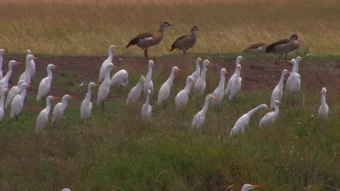 Cattle Egrets many gathering around pond Stock Footage 172160179
