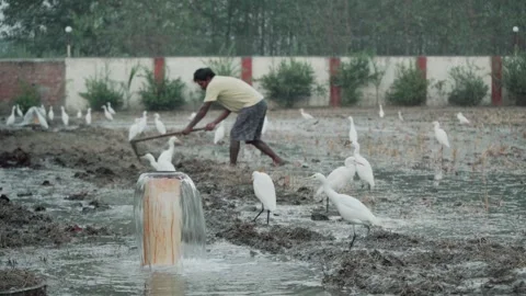 Cattle egrets in paddy field with farmer working in background 스톡 동영상 333611229