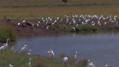 Cattle Egrets pan of large flock congregating at pond Stock Footage 172160180