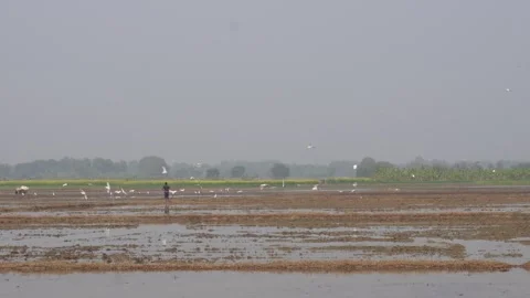 Cattle egrets perched 스톡 동영상 332586540