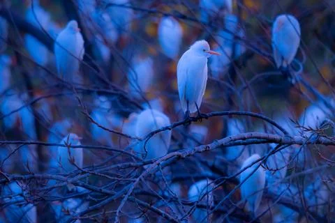 Cattle egrets perching on tree branch Stock Photos