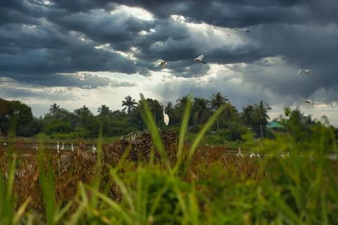 Cattle Egrets Stock Photos
