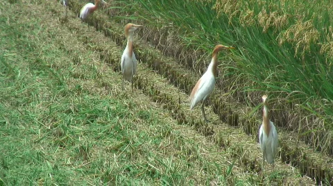 Cattle Egrets on rice field Stock Footage 436769