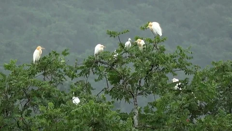 Cattle Egrets, Thailand Stockbeeldmateriaal 113219989