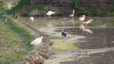 Cattle egrets, yellow-legged gulls on wetland Stock Footage 311719782