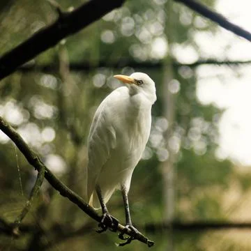 Cattle Egrett 1 Stock Photos