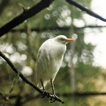 Cattle Egrett 2 Stock Photos