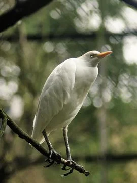 Cattle Egrett 3 Stock Photos