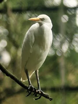 Cattle Egrett Stock Photos