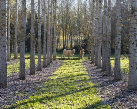 Cattle at the end of a row of trees Stock Photos