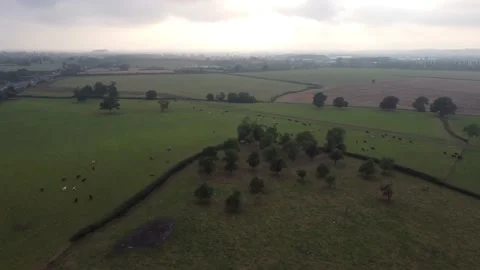 Cattle England Drone 4k Stock Footage 160853590