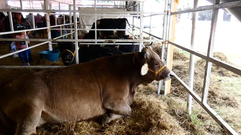 Cattle in exhibition Stock-Footage 120770548