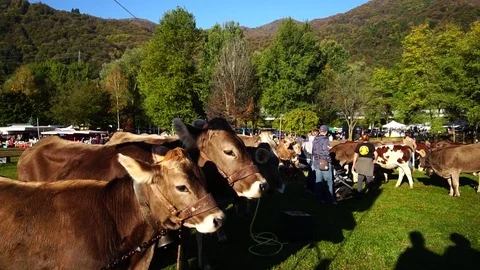 Cattle Fair Stock Footage 81266104