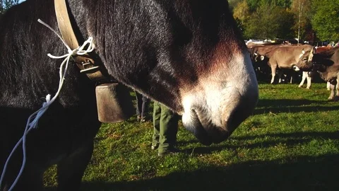 Cattle Fair Stock Footage 81266114