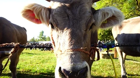 Cattle Fair Stock Footage 81266643