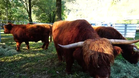 Cattle Fair Stock Footage 81266646