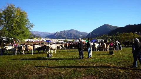 Cattle Fair Stock Footage 81266771