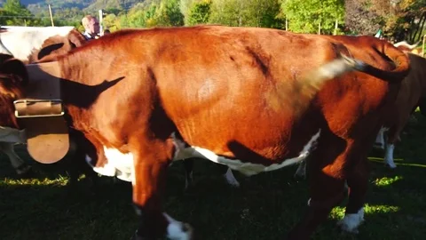 Cattle Fair Stock Footage 81266916